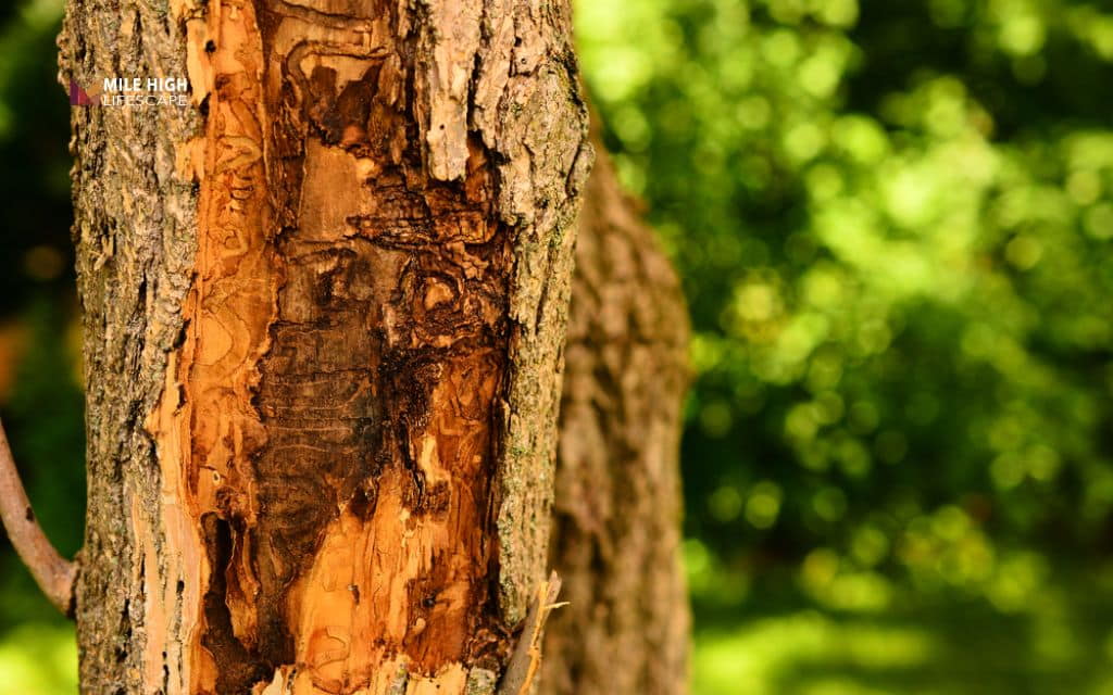 Rotten tree: Insect infestations and pest damage