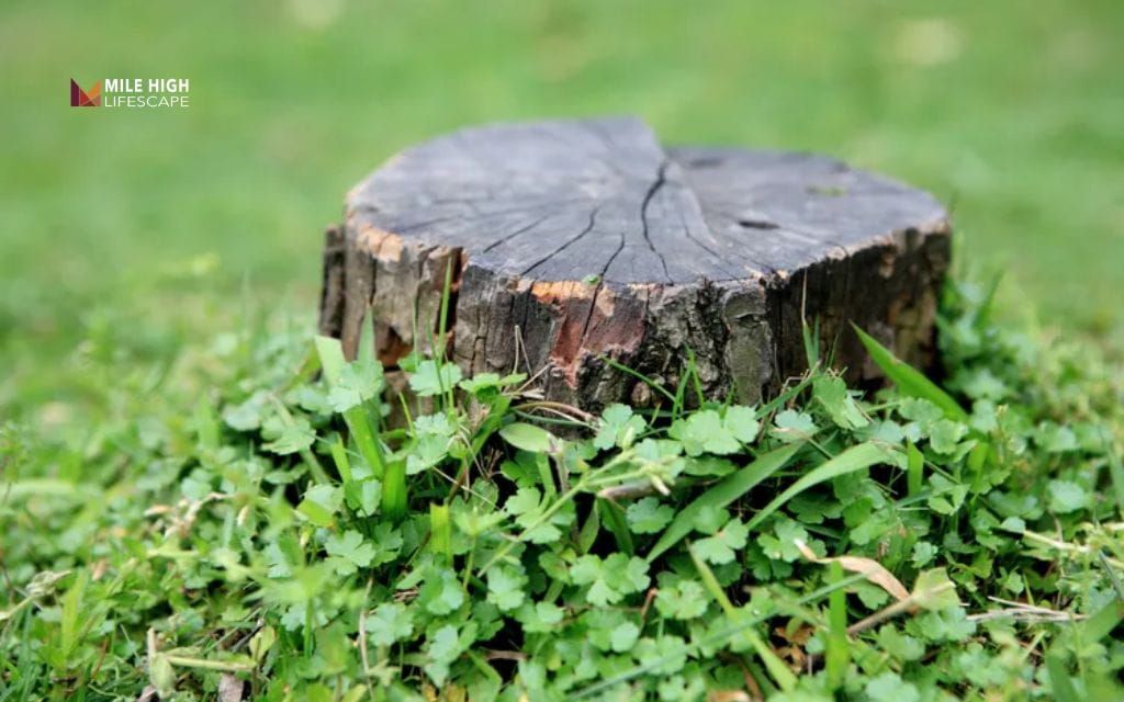 How To Get Rid Of Tree Stumps: Leave it