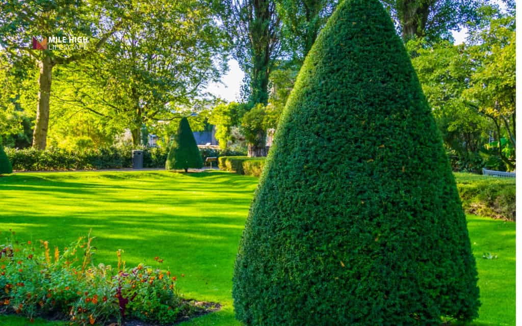 Benefits of trimming trees: Lower long-term cost than reactive tree care