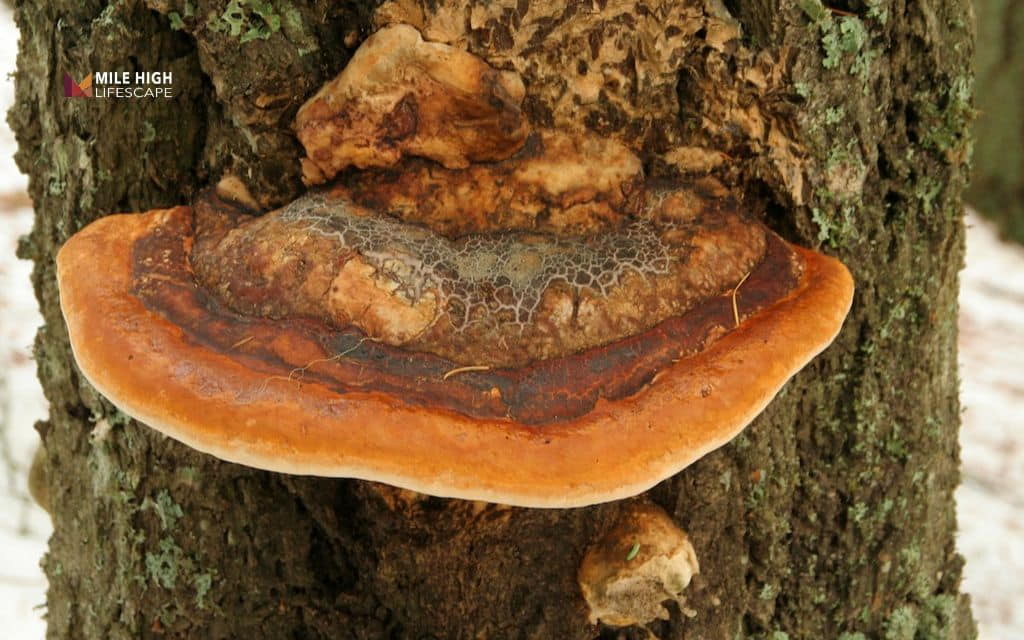 Rotten tree: Mushrooms, conks, or shelf fungi on the trunk or roots