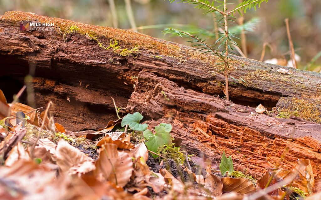 How To Get Rid Of Tree Stumps: Natural decay