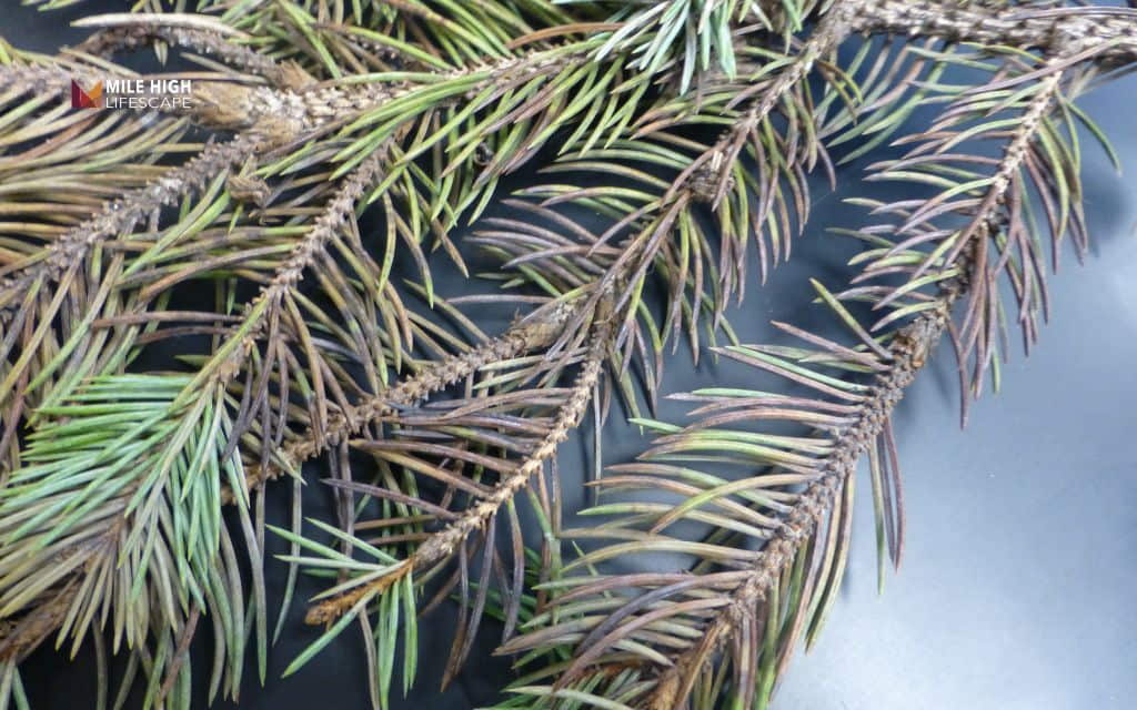 Evergreen tree diseases: Needle cast