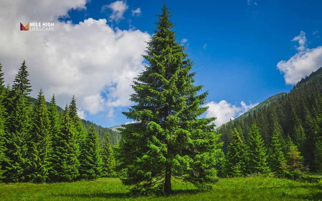 Pine tree pests: Not every problem is a pest