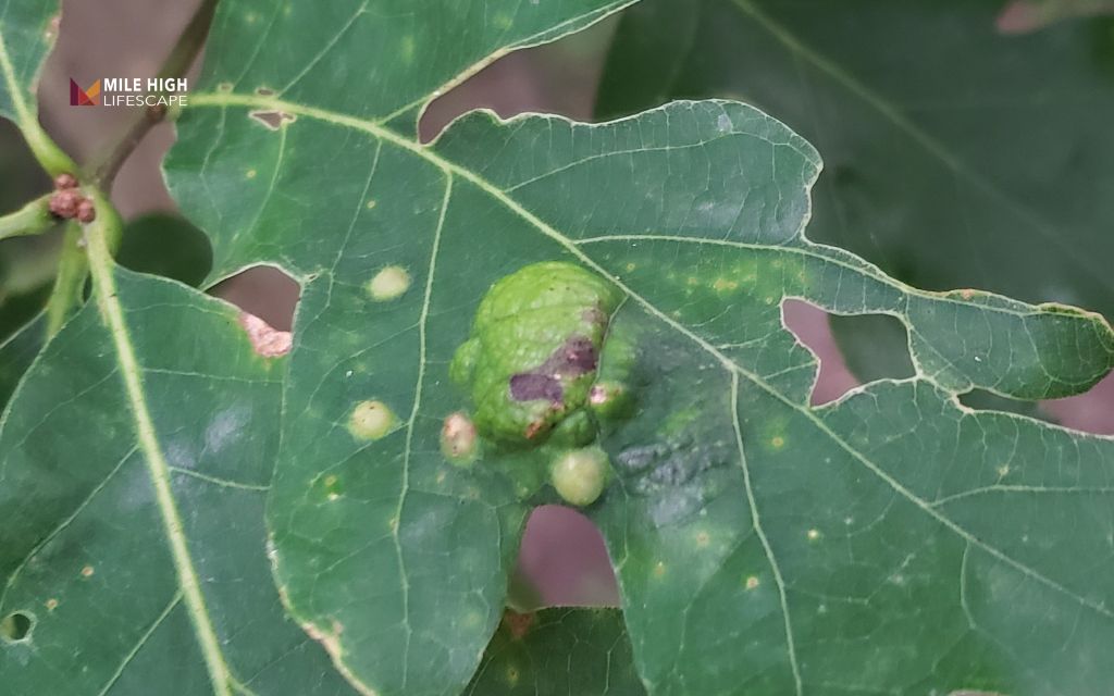 Oak tree diseases: Oak leaf blister