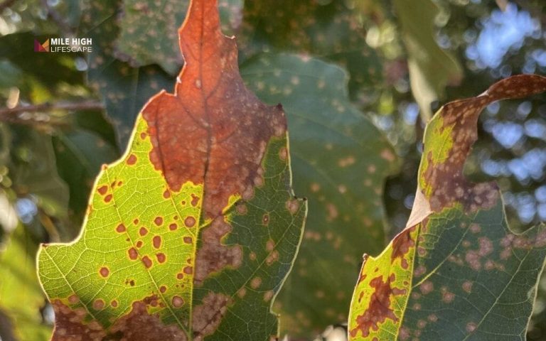 Oak tree diseases