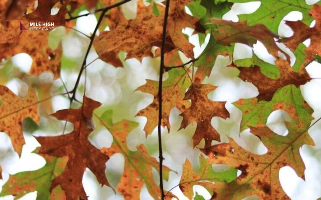 Oak tree diseases: Oak wilt