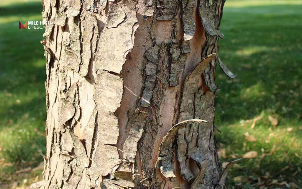 Rotten tree: Peeling, cracked, or missing bark