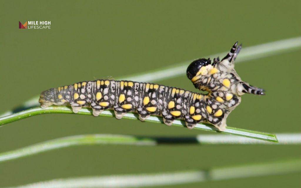 Pine tree pests: Pine sawflies and webworms