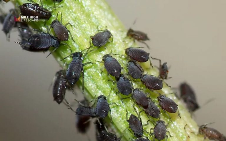 Pine Tree Pests
