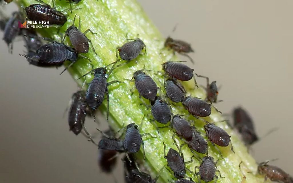 Pine Tree Pests