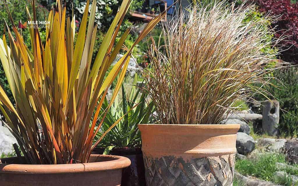 Landscape ideas for front of house: Plant ornamental grasses as a carefree border