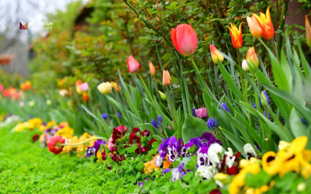 Landscape ideas for front of house: Plant perennial bulbs for effortless spring color