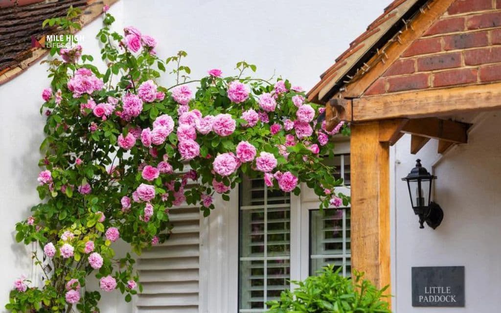 Landscape ideas for front of house: Plant roses on an arbor gate for romantic curb appeal