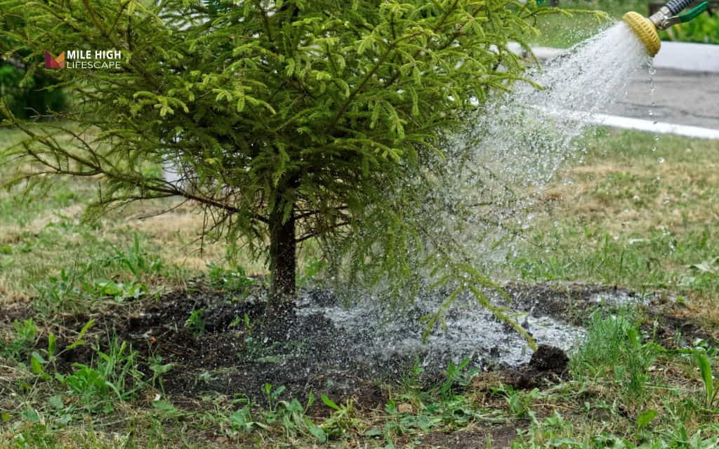 Rotten tree: Poor drainage and overwatering