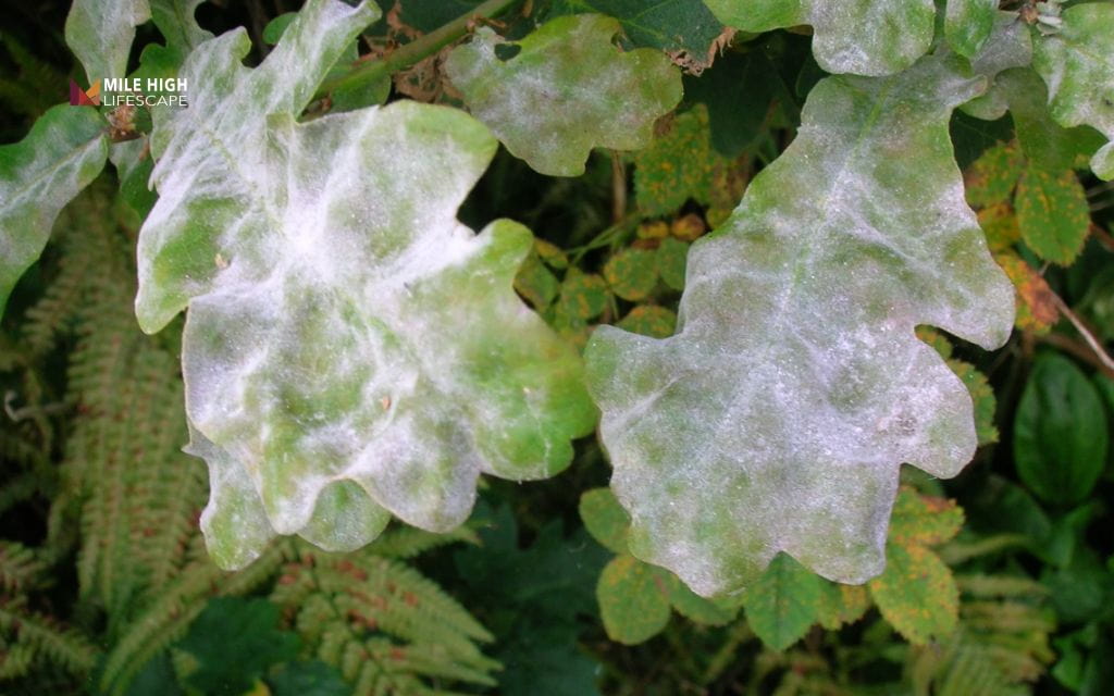 Oak tree diseases: Powdery mildew