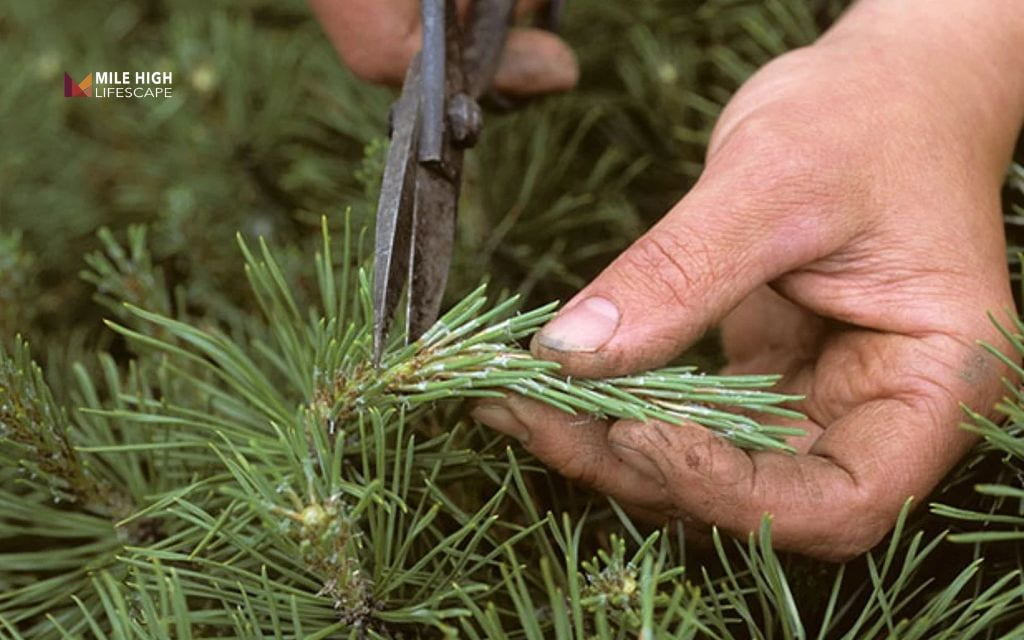 Preventing the spread of evergreen tree diseases