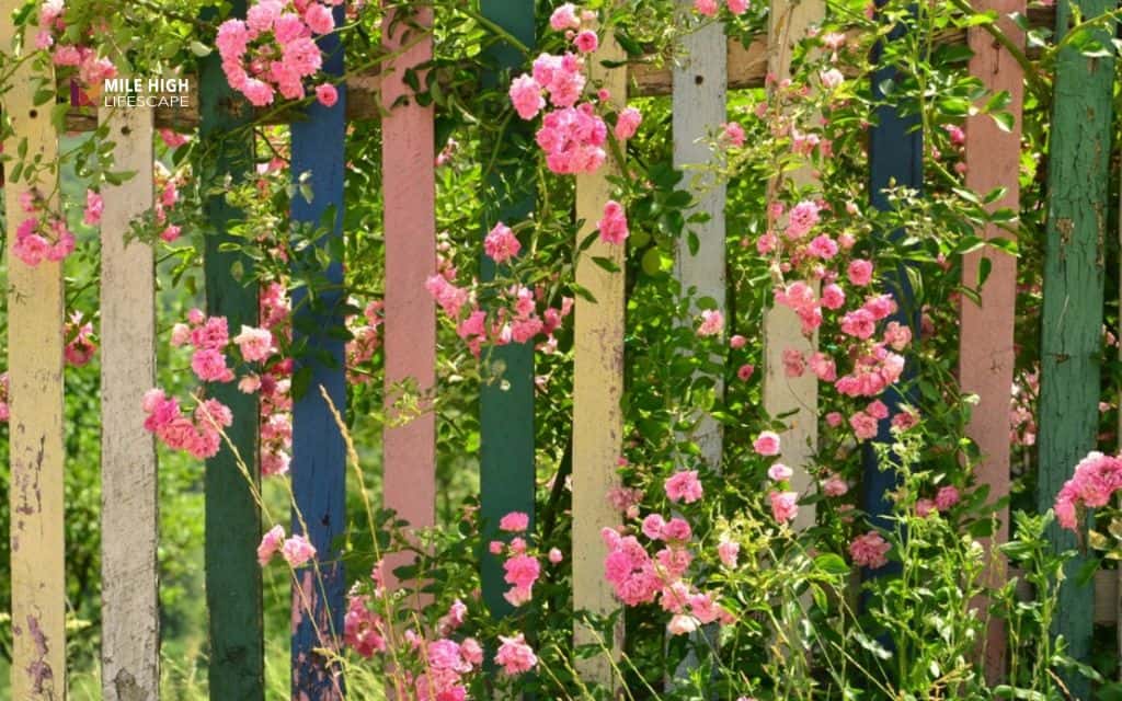 Landscape ideas for front of house: Repeat color blocks in a flowering fence line