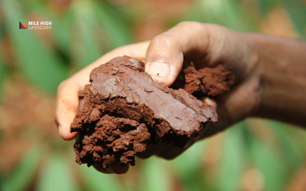 Deep rooted trees: Risks and considerations before planting