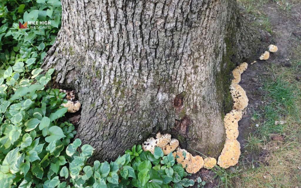 Oak tree diseases: Root rot