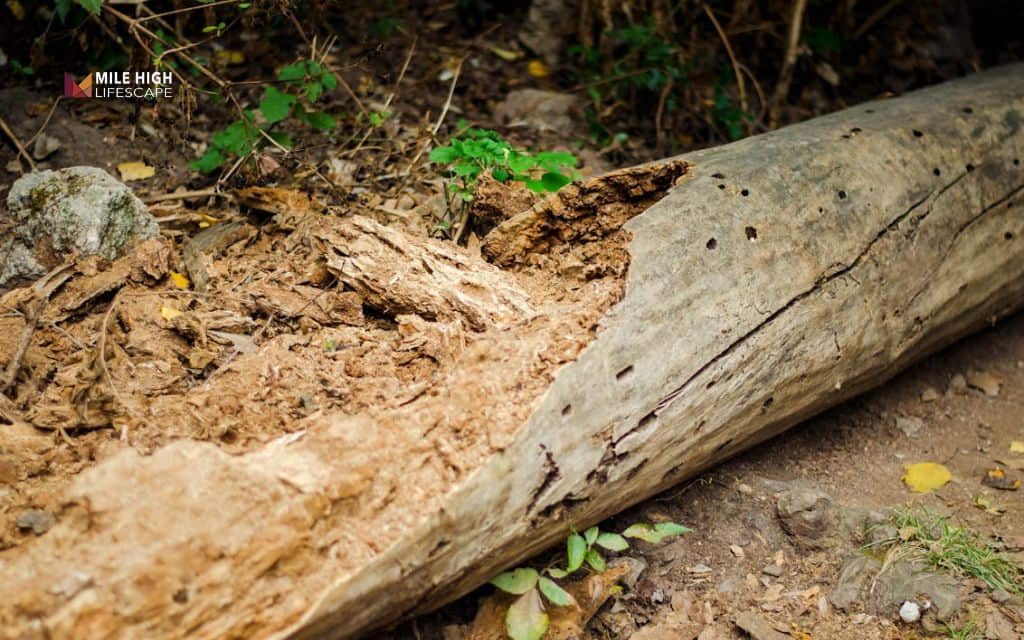 Rotten tree