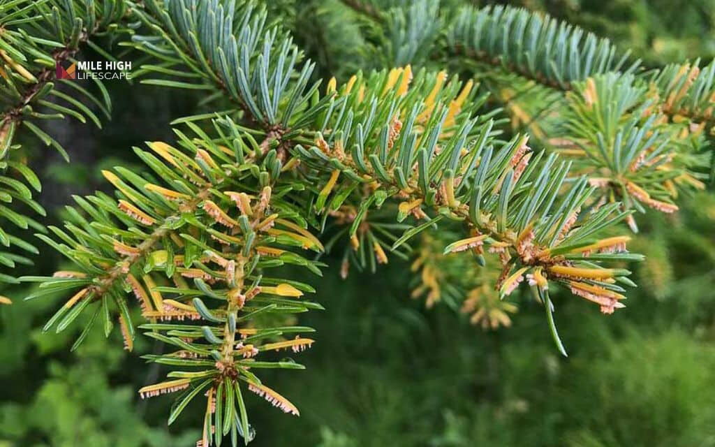 Evergreen tree diseases: Rust diseases