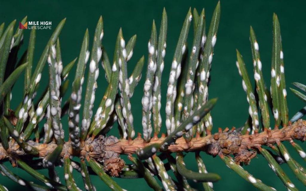 Pine tree pests: Scale insects