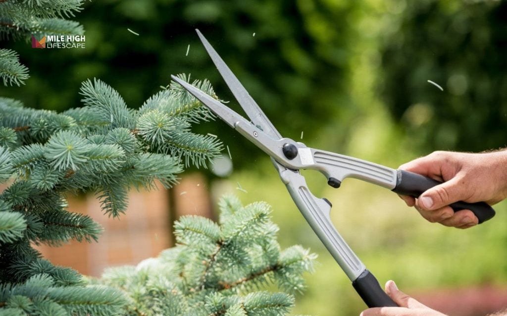 Benefits of trimming trees: Signs your trees need trimming