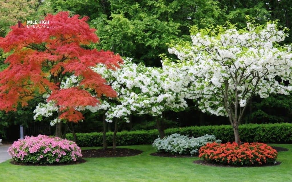 Landscape ideas for front of house: Soften corners with a small ornamental tree