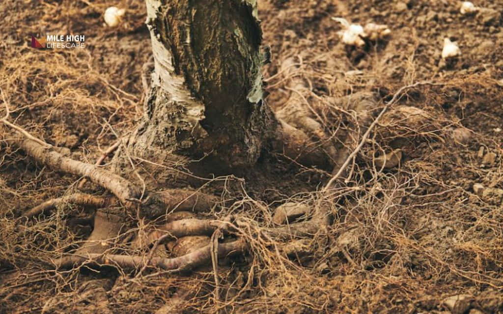 Rotten tree: Soil heaving, exposed roots, or fungi at the base