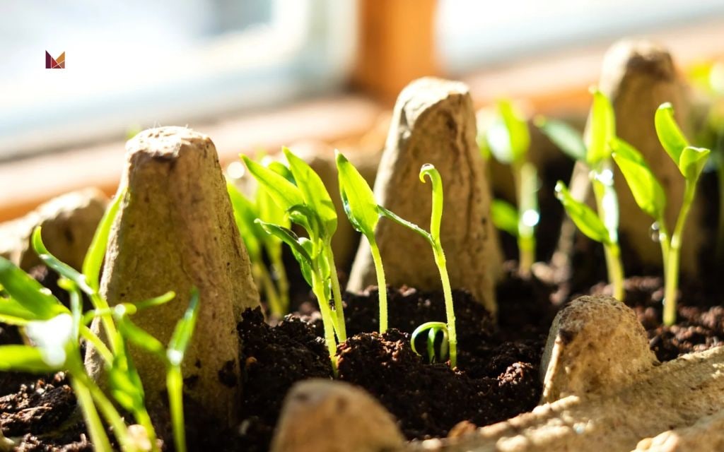 Landscape ideas for front of house: Start plants from seed for a fraction of the cost