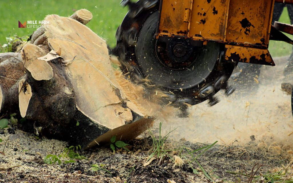 How To Get Rid Of Tree Stumps: Stump grinding