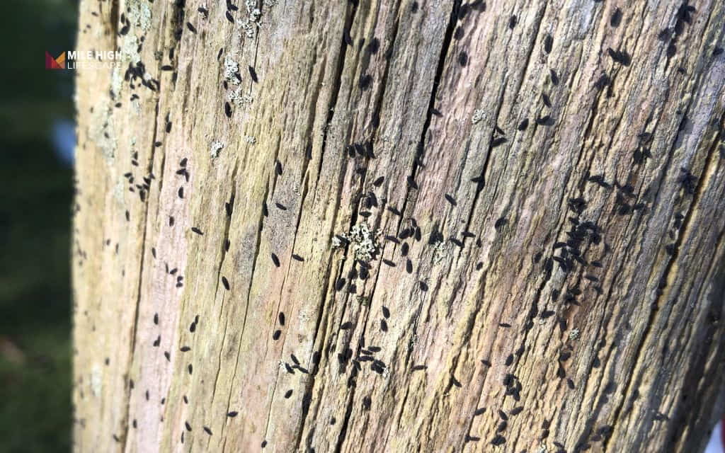 Bugs on tree: Tiny black bugs on tree trunk