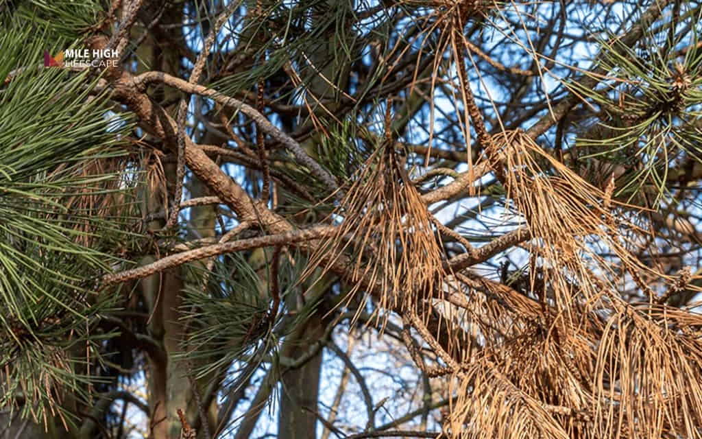 Evergreen tree diseases: Tip blight