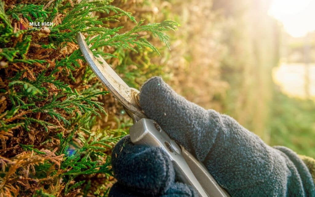 Trim cypress trees - Tools you need to trim a cypress tree safely
