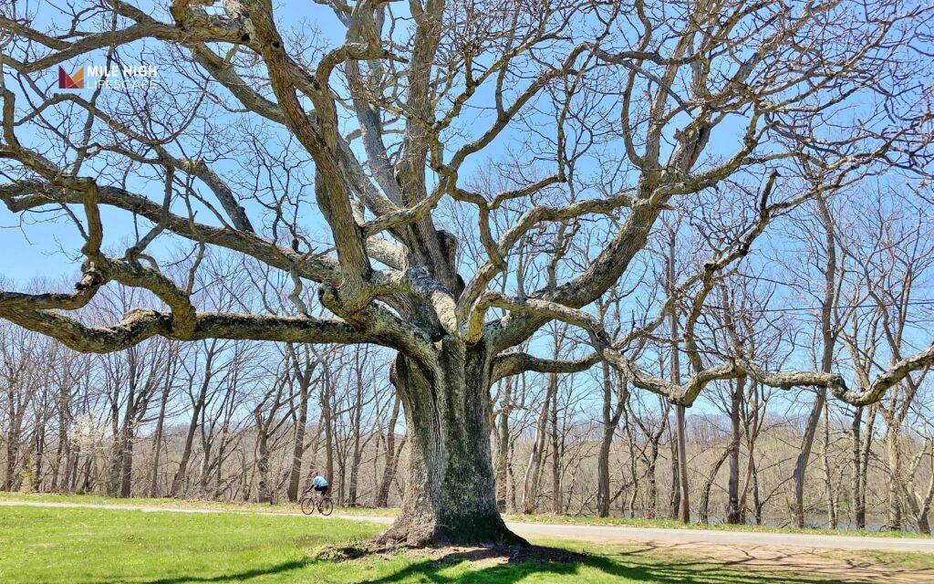 Top deep rooted trees for yards and landscapes