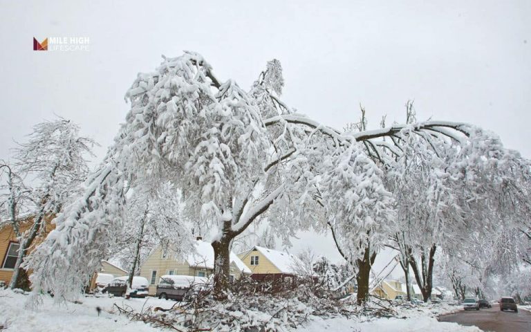 Tree Removal After Ice Storm