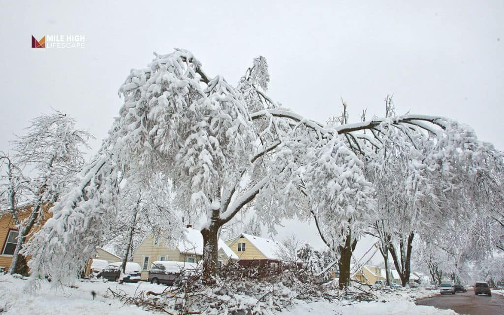 Tree Removal After Ice Storm