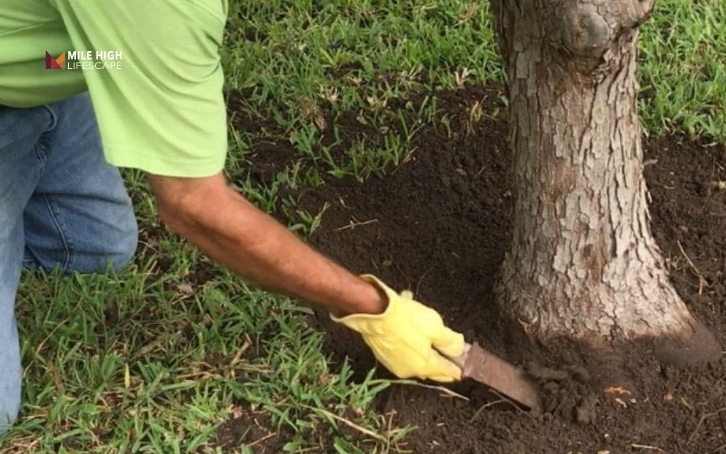 Rotten tree: Tree rot treatment