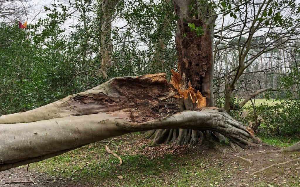 Understanding the real risk from a rotten tree