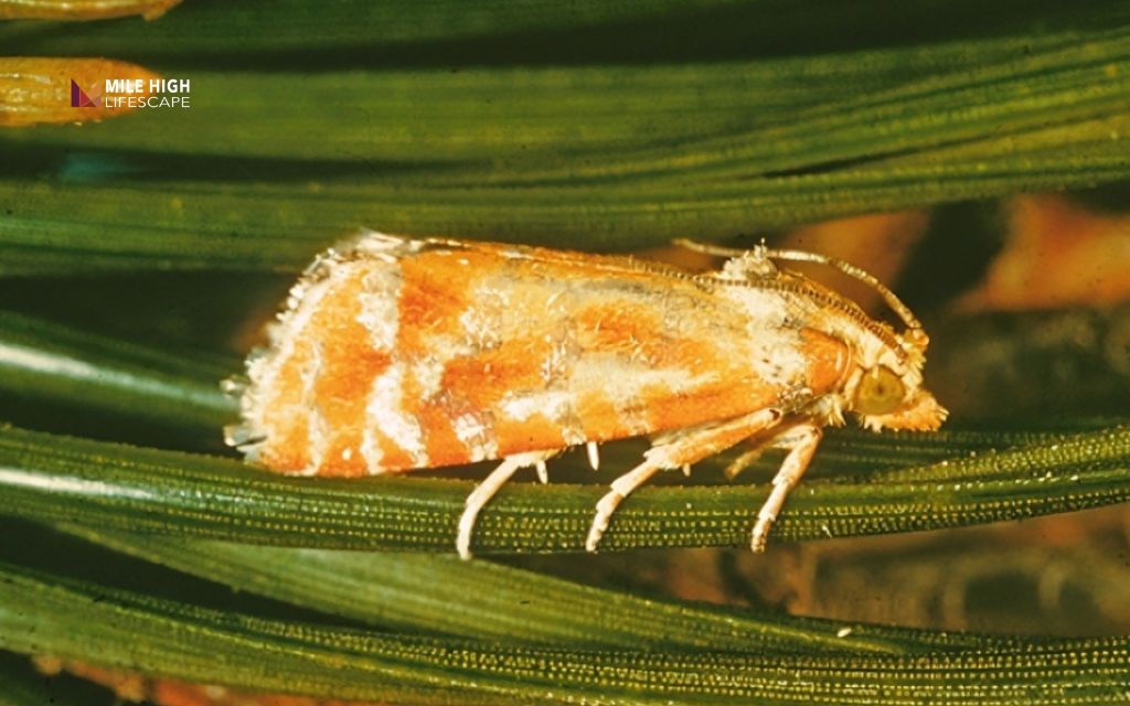 Pine tree pests: Weevils and tip moths