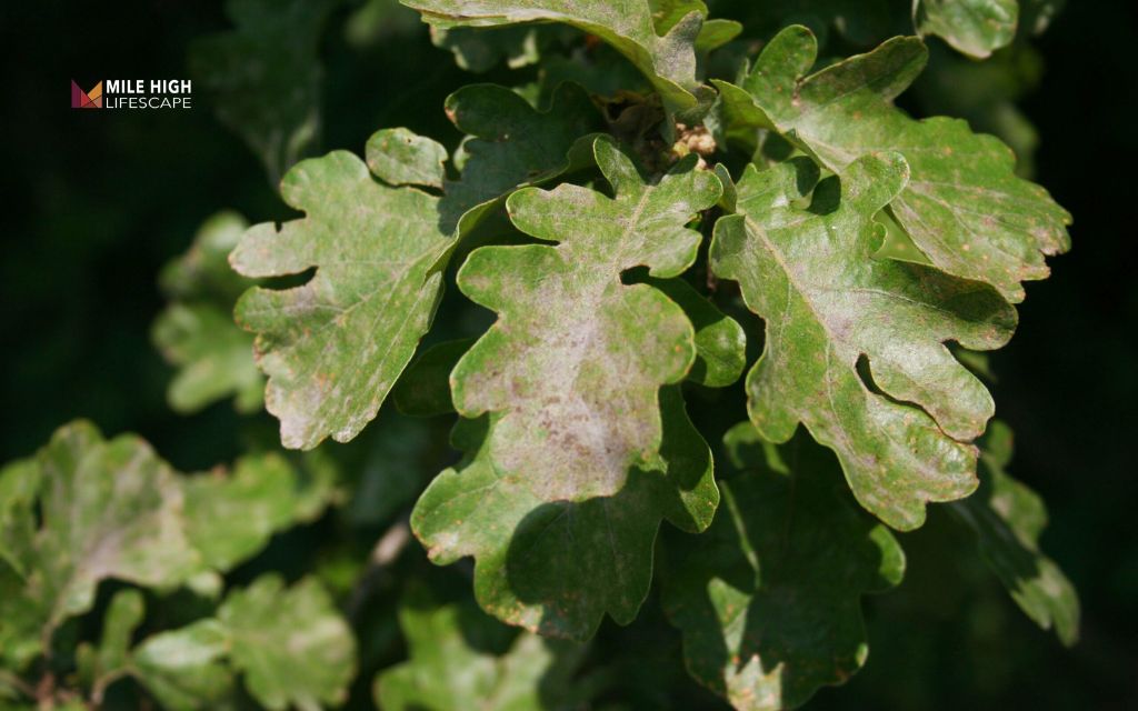What causes oak tree diseases
