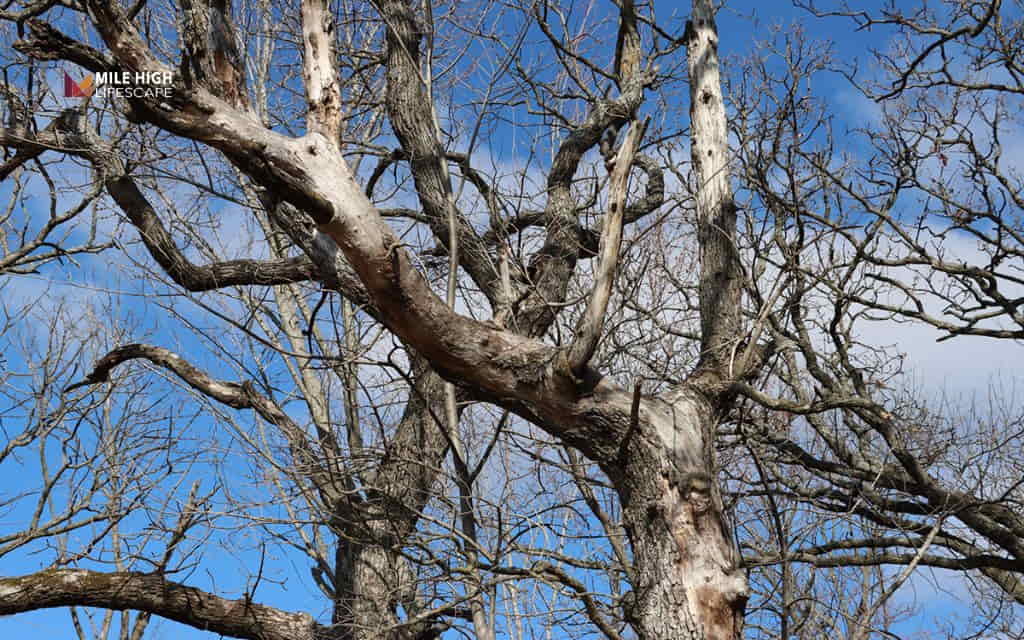 Deadwood tree: What is deadwooding