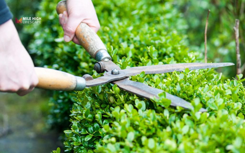 Benefits of trimming trees: What is trimming trees?