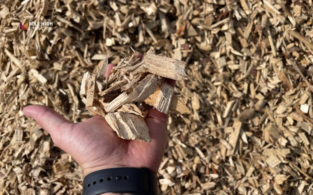 How To Get Rid Of Tree Stumps: What to do after the stump is gone
