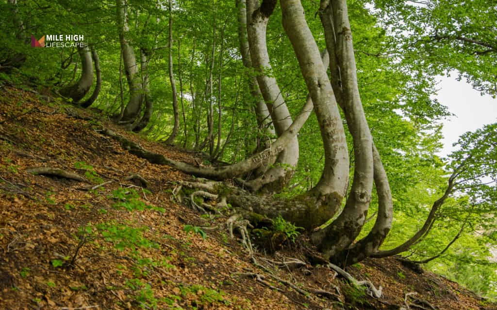 How to tell if a tree is dying: When a tree becomes a safety hazard