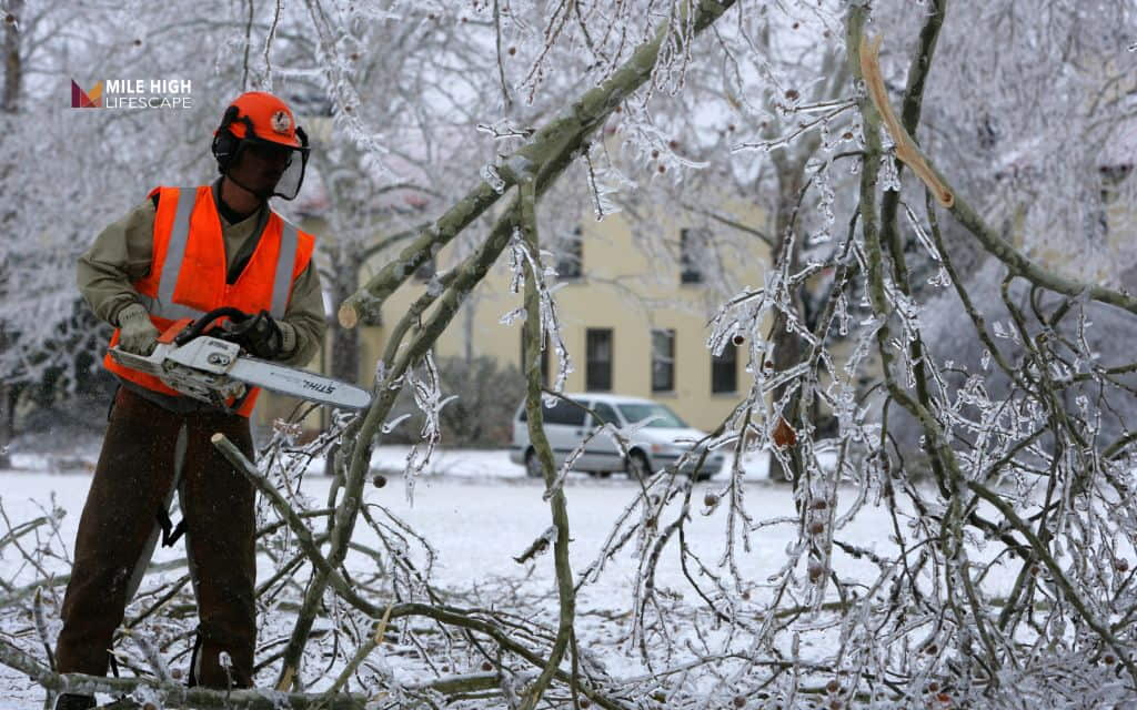 Tree removal after ice storm: When tree removal after an ice storm is the right call