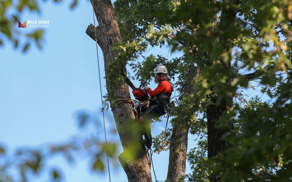 Benefits of trimming trees - When trimming isn't enough: Knowing if a tree needs removal