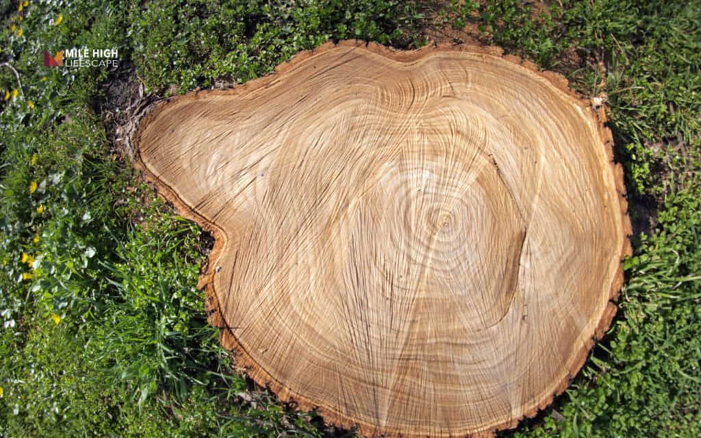 Will a tree stump regrow: Which trees are most likely to regrow from a stump?