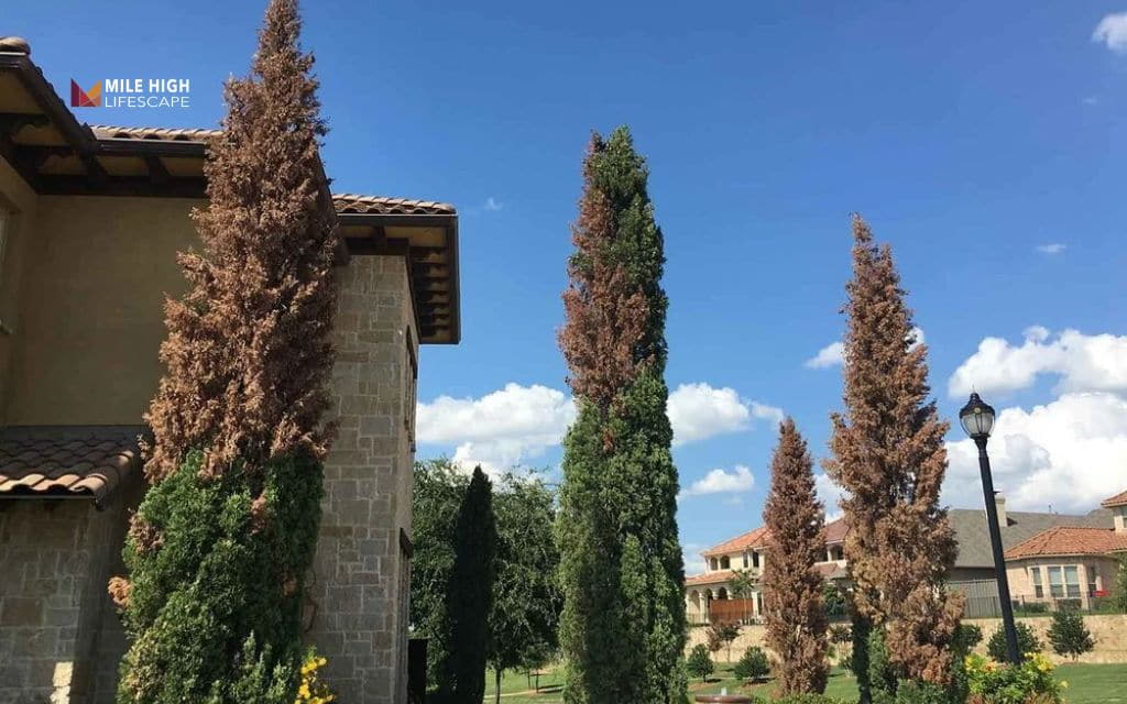 Trim cypress trees: Why cypress trees are easy to ruin?