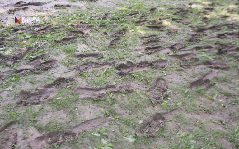 Why does my yard have soft spots? 8 causes you shouldn't ignore